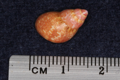 Phasianella solida