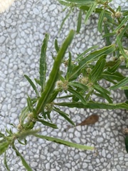 Alternanthera sessilis