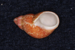 Phasianella solida