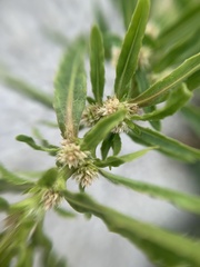 Alternanthera sessilis