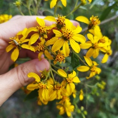 Dendroviguiera quinqueradiata