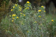 Genista linifolia