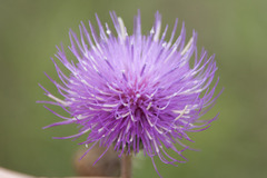 Cirsium canum