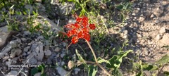 Nyctaginia capitata