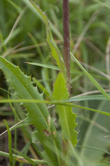Cirsium canum