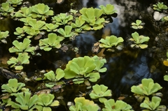 Pistia stratiotes