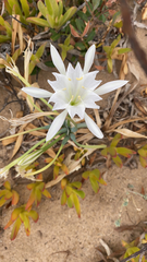 Pancratium maritimum