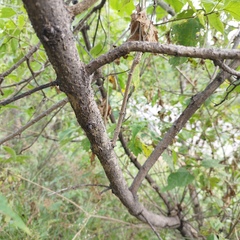 Dendroviguiera quinqueradiata