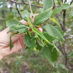 Dendroviguiera quinqueradiata