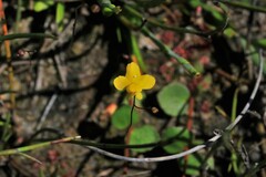 Utricularia subulata