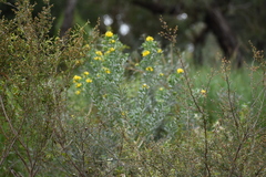 Genista linifolia