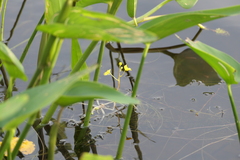 Utricularia radiata
