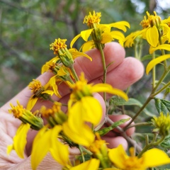 Dendroviguiera quinqueradiata