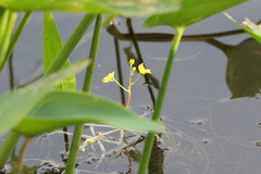 Utricularia radiata