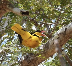 Oriolus chinensis