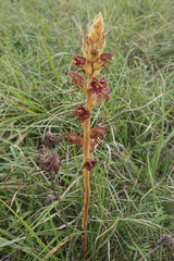 Orobanche gracilis