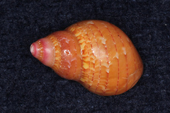 Phasianella solida