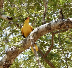 Oriolus chinensis