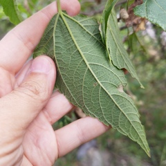 Dendroviguiera quinqueradiata