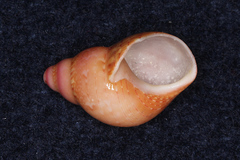 Phasianella solida