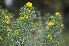 Genista linifolia