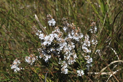 Epacris microphylla