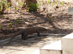 Varanus komodoensis