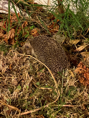 Erinaceus concolor