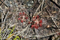 Drosera pygmaea