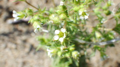 Chamaerhodos erecta