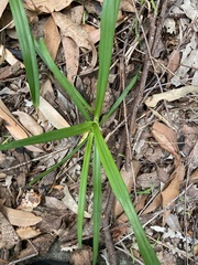 Arthropodium milleflorum
