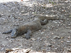 Varanus komodoensis