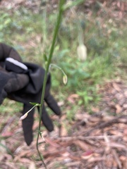 Arthropodium milleflorum