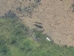 Sicyopterus lagocephalus