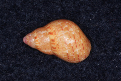 Phasianella solida