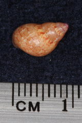 Phasianella solida