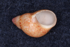 Phasianella solida