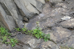 Nabalus trifoliolatus