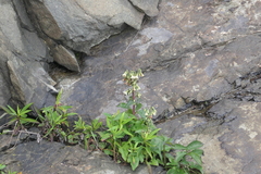 Nabalus trifoliolatus