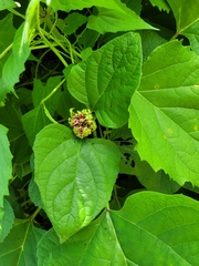 Clerodendrum chinense