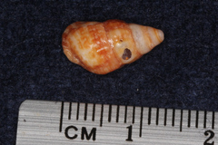 Cerithiidae