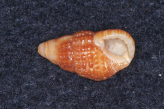 Cerithiidae