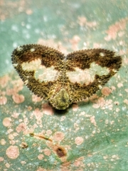 Ricanoptera fenestrata