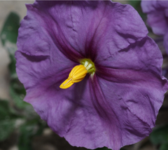Lycianthes peduncularis