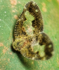 Ricanoptera fenestrata