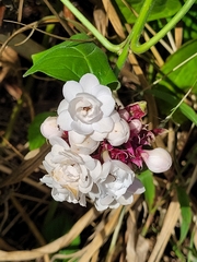 Clerodendrum chinense