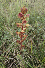 Orobanche gracilis