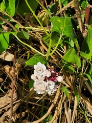 Clerodendrum chinense