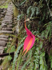 Masdevallia veitchiana