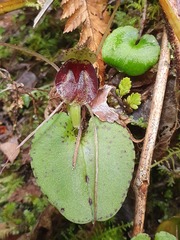 Corybas iridescens